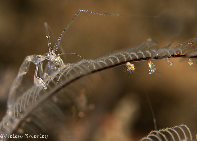 Nikon D800 underwater photos