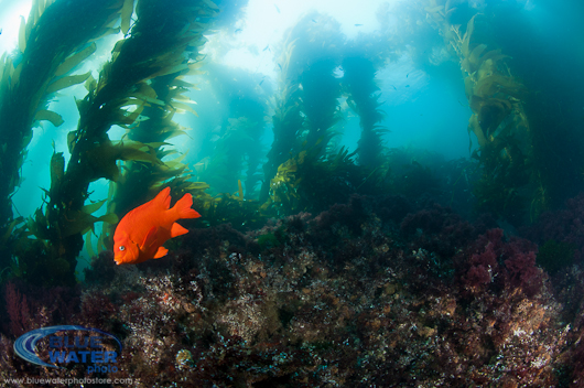 Ikelite D90 Underwater Housing