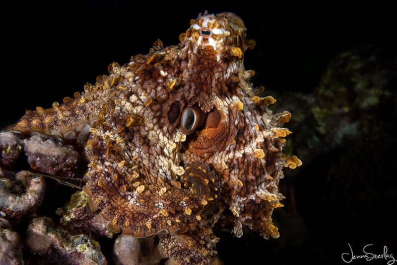 octopus photo taken with underwater camera