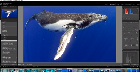 Lightroom Custom White Balance Tutorial for Underwater Photography