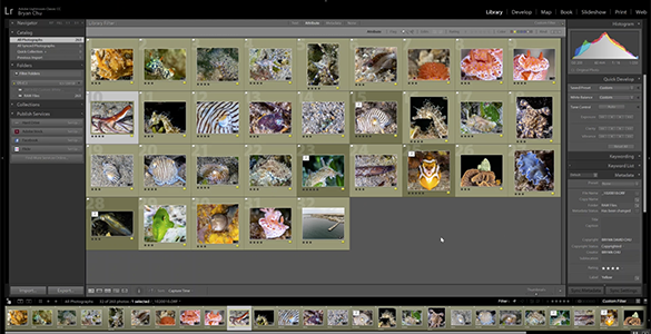 Lightroom Tutorial: Time-Saving Tips for Managing Photos