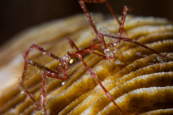 Sea spider - taken with Sony RX-100 underwater housing