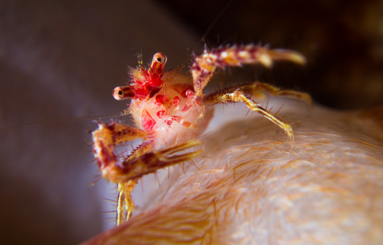 Anilao underwater macro photo