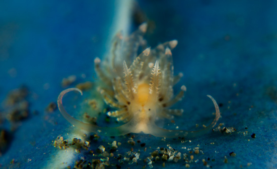 Nudibranch macro photo taken with RX-100 underwater housing