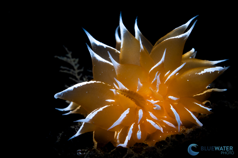 Marelux underwater housing nudibranch