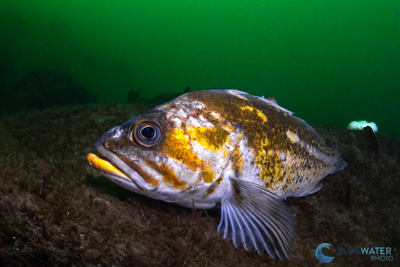 Marelux underwater housing fish