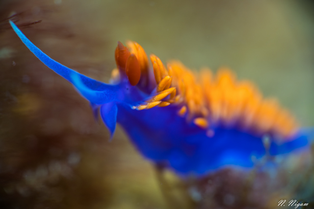 Spanish shawl nudibranch photographed with the Sony A7R III in a Nauticam housing and the Sony 90mm macro prime lens. 