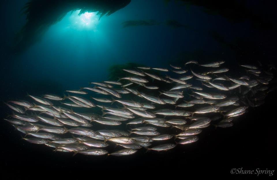 nauticam nex5n fisheye underwater photography