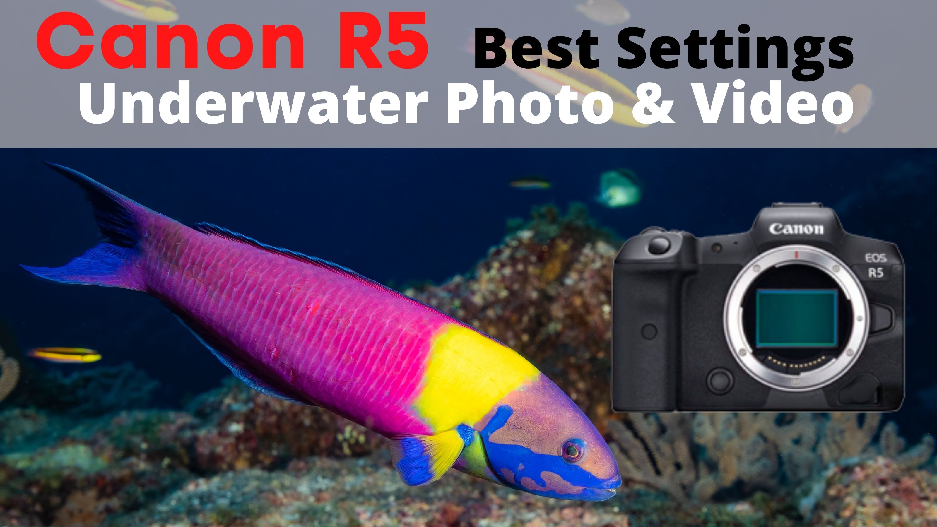Canon EOS R5 Underwater Photo & Video Settings: Full Setup Video Guide
