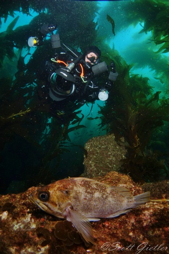 recsea rx-100 II underwater photo with uwl-04 fisheye lens