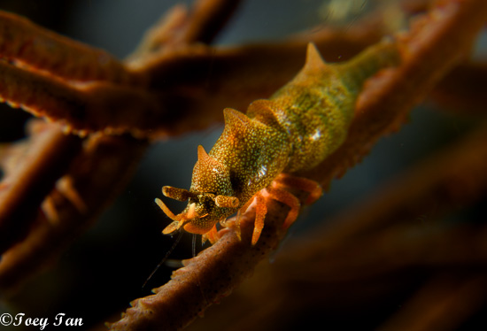 Sony rx-100 underwater macro photography