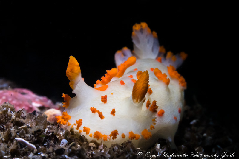 nudibranch photographed with the Sigma 105mm macro