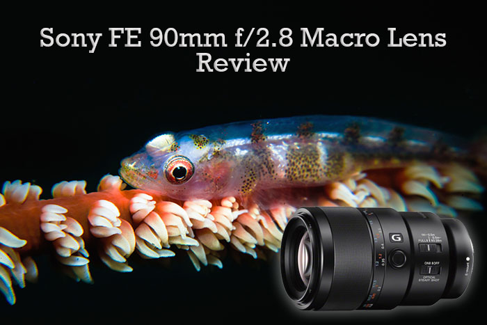 hout Lijm duim Sony 90mm Macro Lens Underwater Review - Bluewater Photo