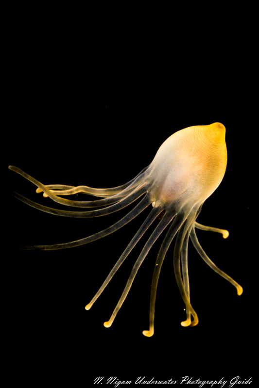 Sample image of a jellyfish