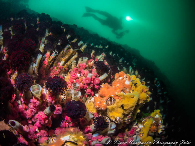 Pacific Northwest reef photographed with one Symbiosis SS-2R strobe