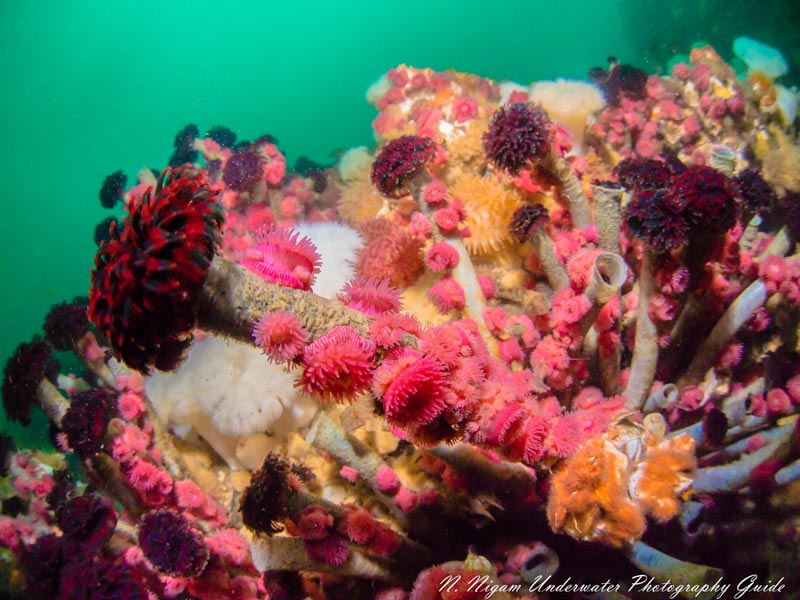 Pacific Northwest reef photographed with one Symbiosis SS-2R strobe