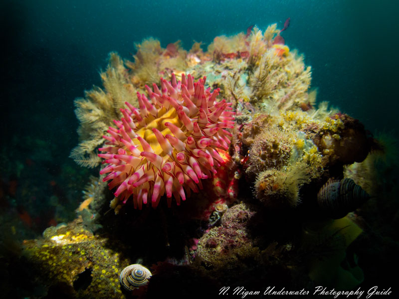 Pacific Northwest anemone photographed just using the Symbiosis SS-2R video light