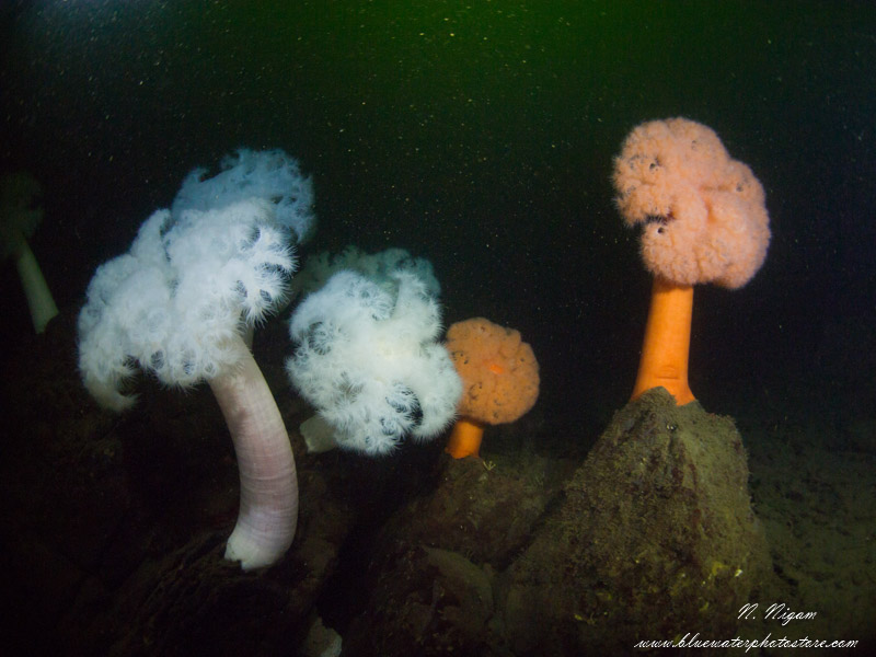 Wide angle photo of metridium anemones taken with one Symbiosis SS3 strobe