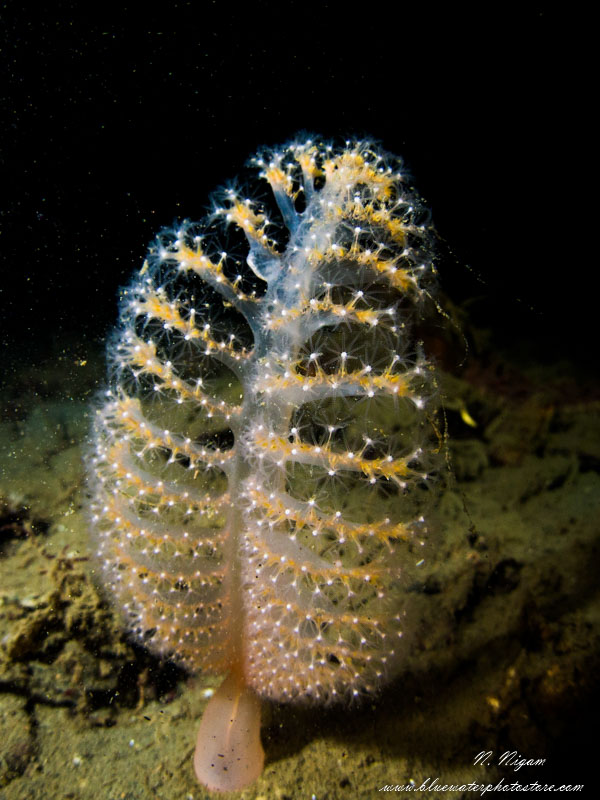 Close-focus wide-angle photo of a sea pen taken with one Symbiosis SS3 strobe