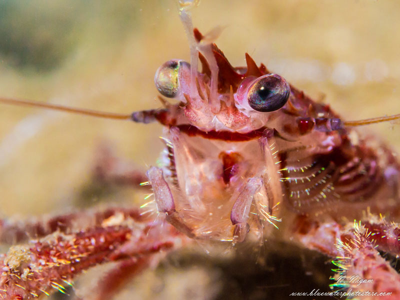 Macro photo of a squat lobster taken with a Symbiosis SS3 strobe