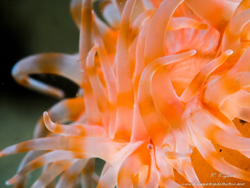 Macro photo of an anemone taken with a Symbiosis SS3 strobe