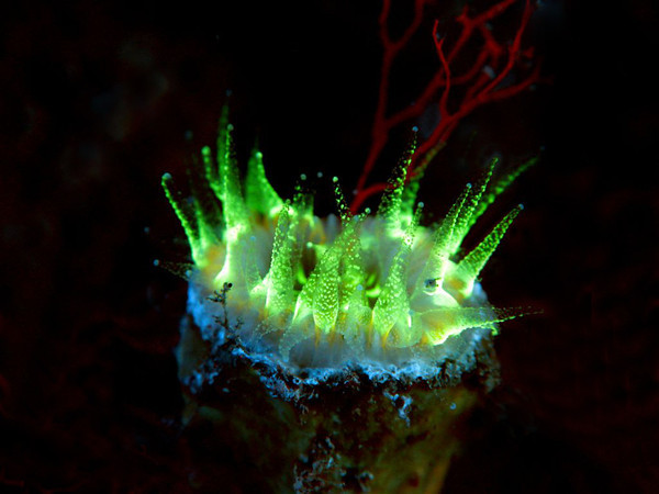 ultraviolet light underwater