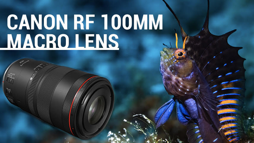 canon rf 100mm f/2.8 macro lens