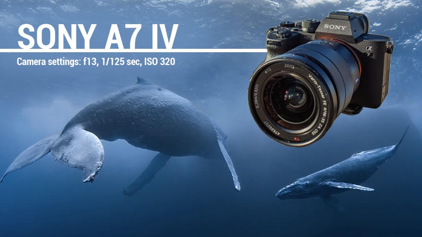 Sony A7 IV Underwater Camera Review - Bluewater Photo