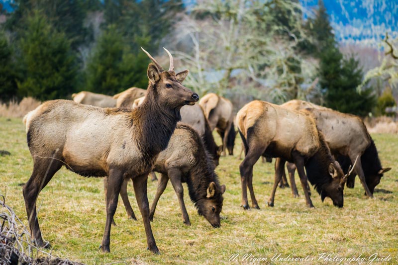 Quick auto focus help captured the movements of these elk in the Quinault Rainforest