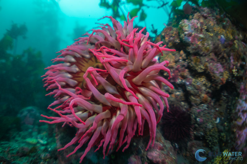 anemone nikon 60mm and kraken krl-09s