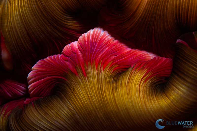 anemone nikon 60mm