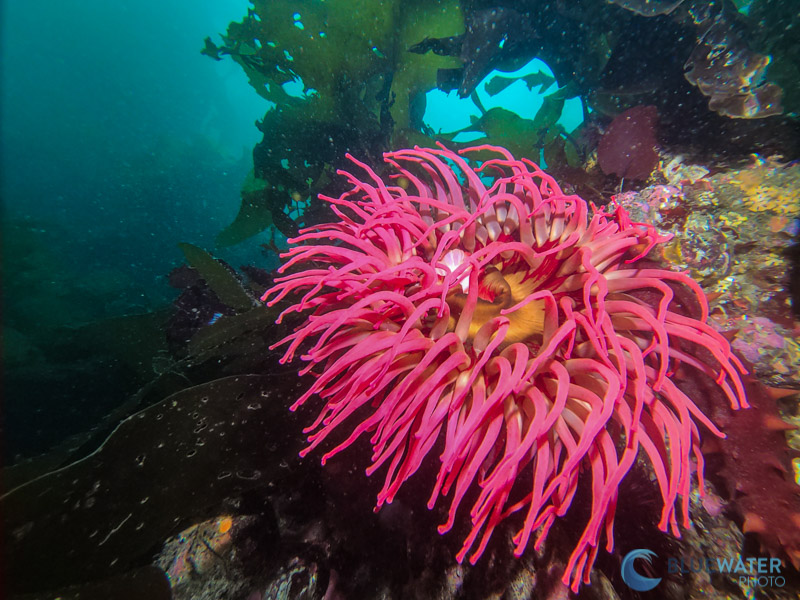 Anemone Captured with a Samsung Galaxy S20 in a SeaLife SportDiver Housing in the Cold Water of the Pacific Northwest