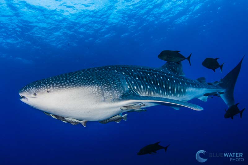 Whale shark photographed with the Nikon Z7II and the Nikon 8-15mm wide angle lens. 1/125, f/13, ISO 640