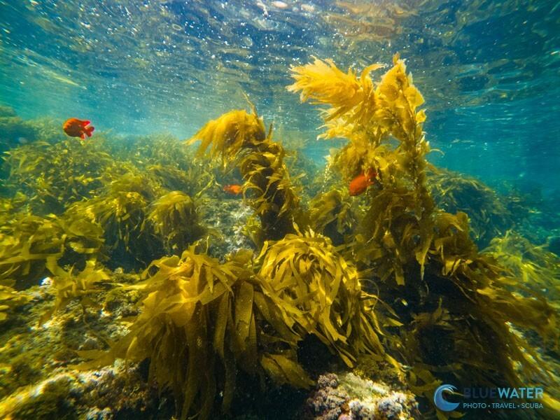 GoPro Mission 1 Pro auto white balance underwater