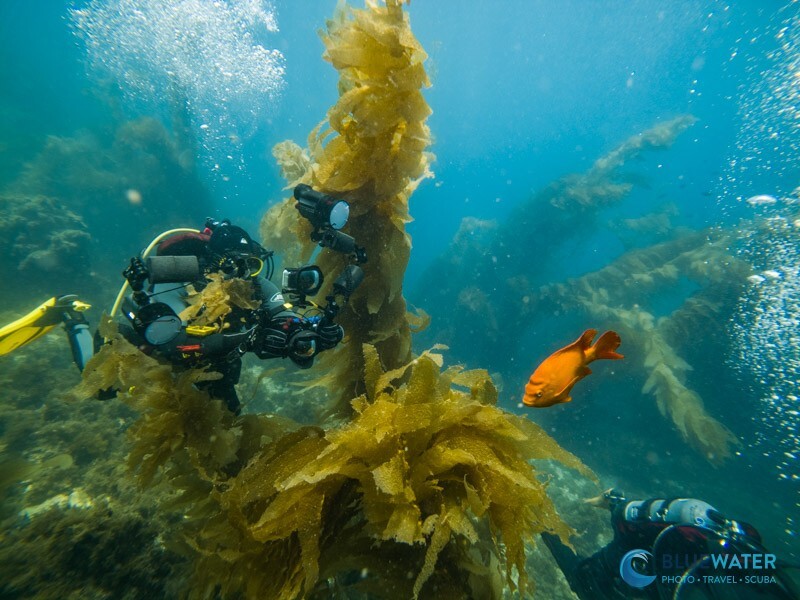 GoPro Mission 1 Pro mounted on an underwater tray with video lights