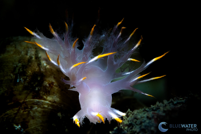 nudibranch photo with canon eos r7 camera