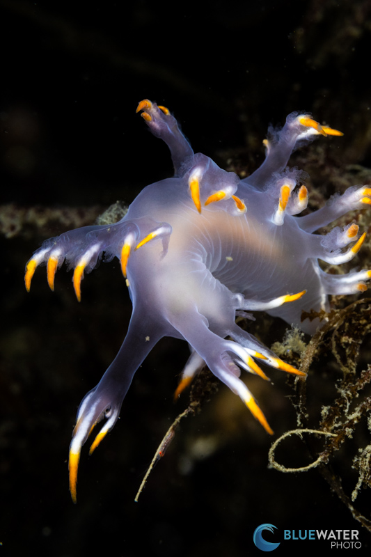 A nudibranch photographed by Takuya Torii of Inon with dual S220 Strobes