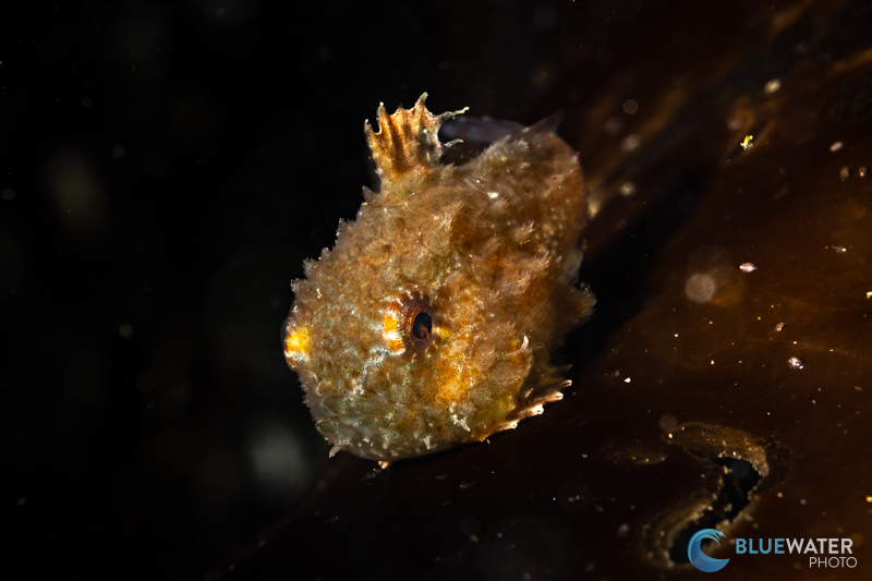 A Pacific Spiny Lumpsucker photographed with dual Inon S220 strobes in an Inon Canon R6 Mark II Housing