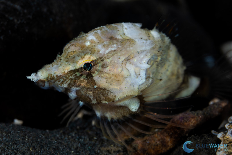 grunt sculpin photographed with canon eos r6 mark ii