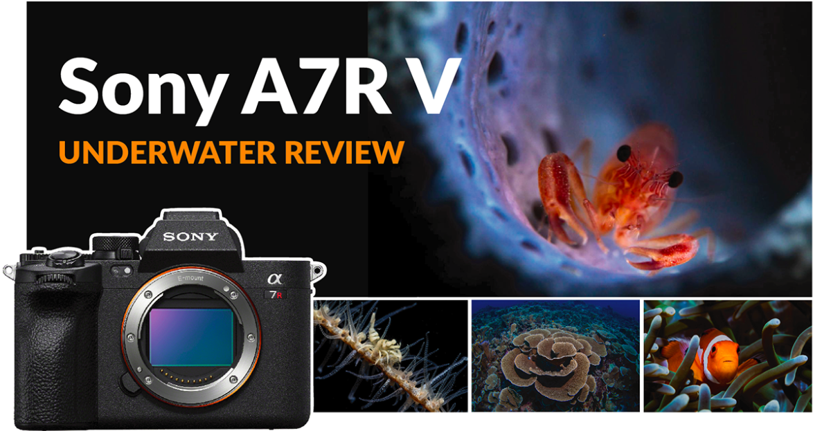 Sony A7R V Underwater Review