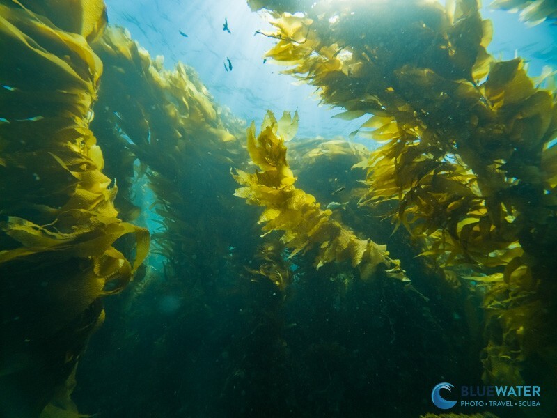 Kelp forests in Catalina captured with the GoPro Mission 1 Pro