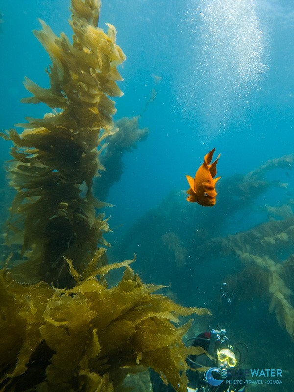 Garibaldi demonstrating the GoPro Mission 1 Pro's minimum focusing distance
