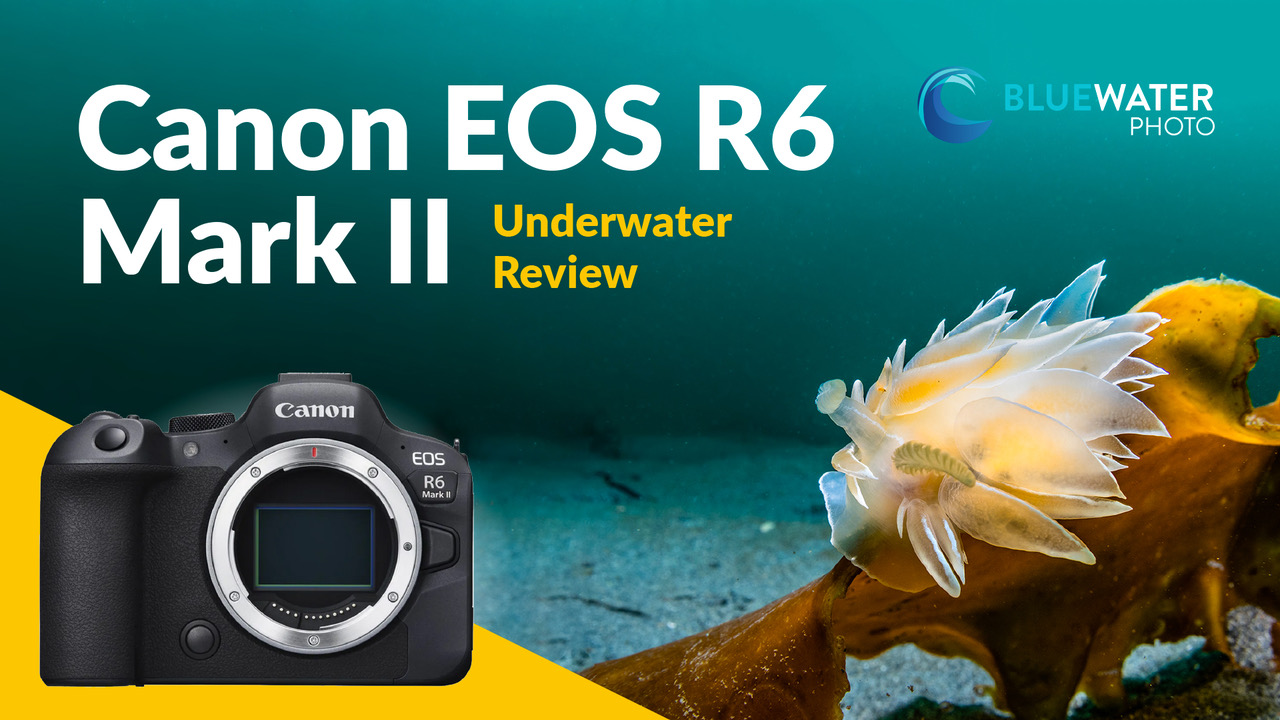 Canon EOS R6 Mark II underwater review