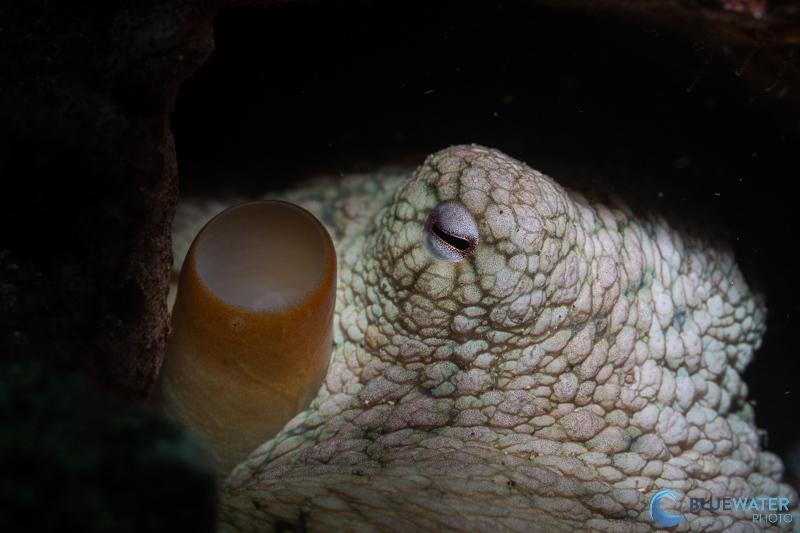 An octopus photographed with the Nikon Z 105mm macro lens and Nikon Z5 II An octopus photographed with the Nikon Z 105mm macro lens and Nikon Z5 II