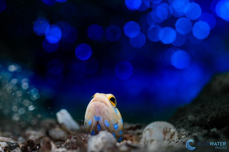 My favorite image captured with the Nikon Z5 II. I used a Marelux Artemis 4500 Lumen Video Light for backlighting and a Nikon Z 105 mm macro lens. 1/200, f/11, ISO 250 My favorite image captured with the Nikon Z5 II. I used a Marelux Artemis 4500 Lumen Video Light for backlighting and a Nikon Z 105 mm macro lens. 1/200, f/11, ISO 250