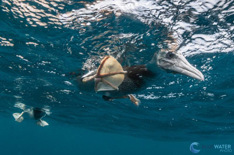 A brown footed booby photographed with the Nikon Z5 II and Nikon 8-15mm fisheye lens in an Ikelite housing. f/22, 1/125, ISO 500 A brown footed booby photographed with the Nikon Z5 II and Nikon 8-15mm fisheye lens in an Ikelite housing. f/22, 1/125, ISO 500