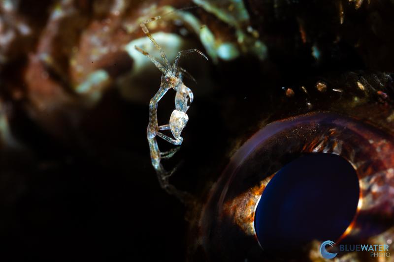 Skeleton Shrimp can be found on the eyes of scorpion fish and can be quite difficult to photograph. But autofocus tracking certainly helps! Skeleton Shrimp can be found on the eyes of scorpion fish and can be quite difficult to photograph. But autofocus tracking certainly helps!