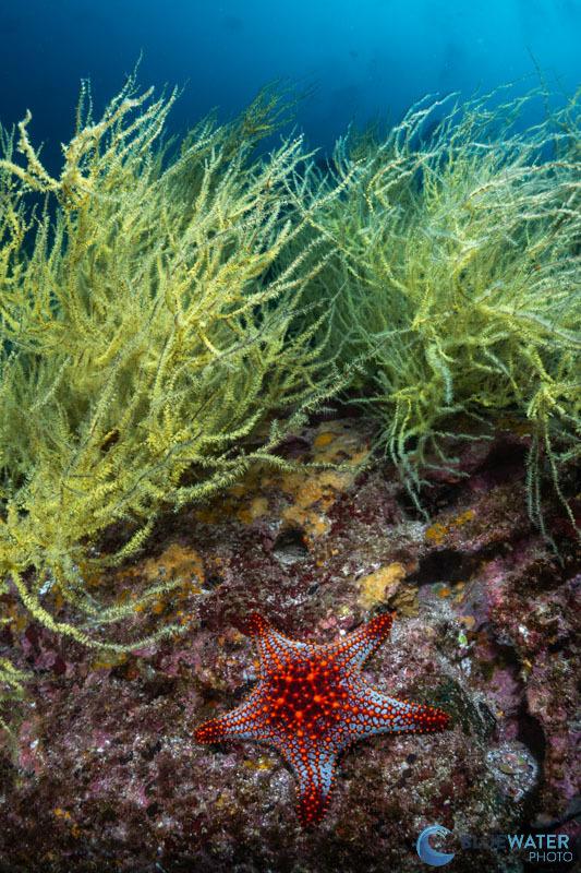 A reefscape photographed with the Nikon F 8-15mm fisheye lens and Nikon Z5 II A reefscape photographed with the Nikon F 8-15mm fisheye lens and Nikon Z5 II