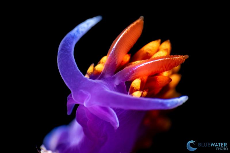 Spanish shawl photographed with the Nikon Z5 II Spanish shawl photographed with the Nikon Z5 II