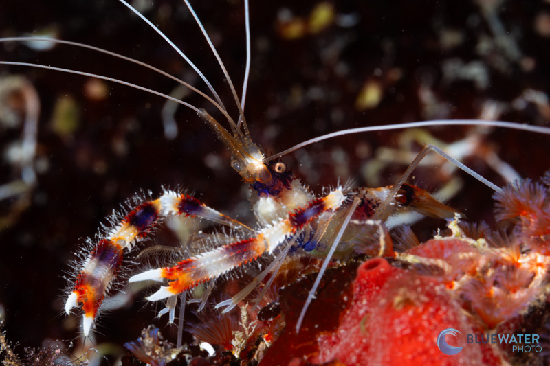 cleaner shrimp nikon z8